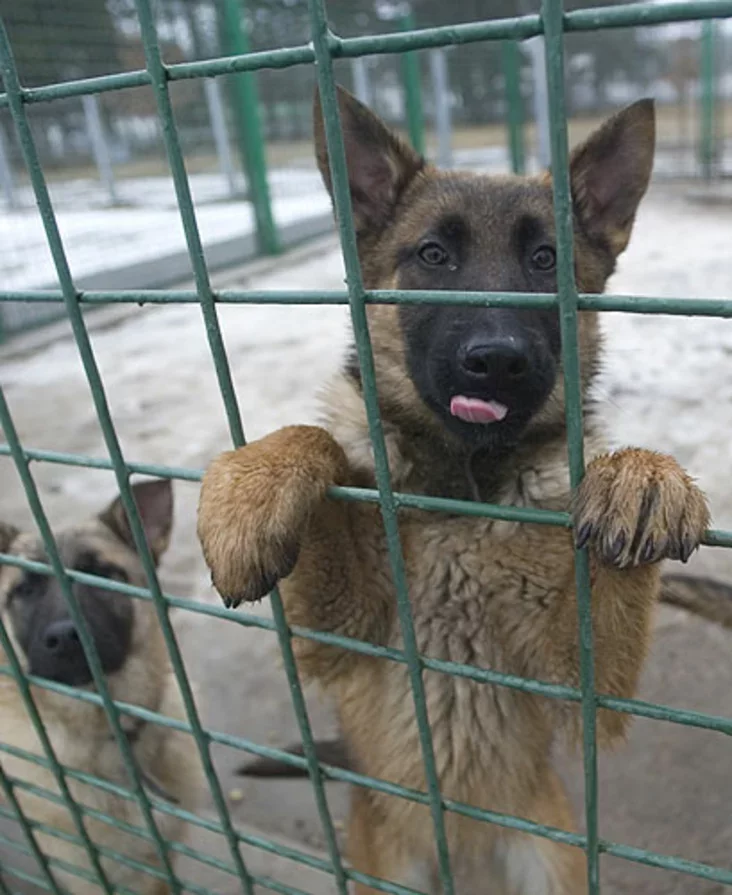 sabaki_08-lnk080326 (52K)