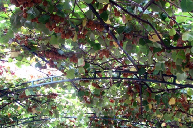 Да ківі можна дацягнуцца рукой.