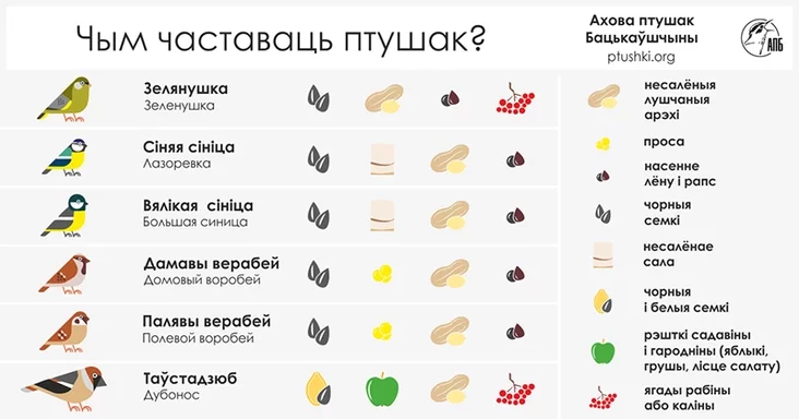 Как подкармливать птиц правильно