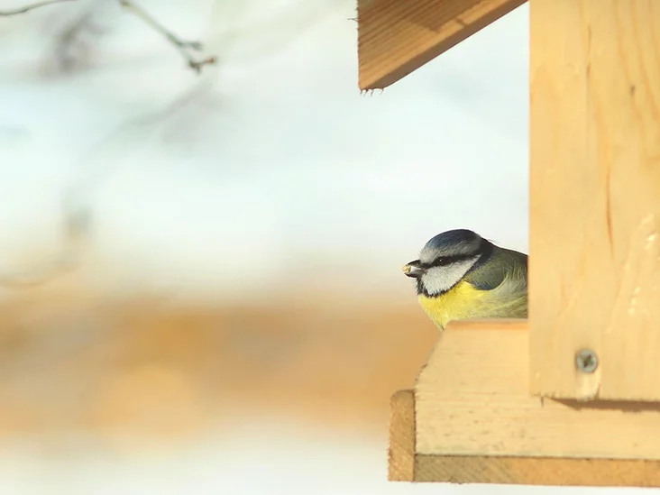 Лазоревка на кормушке