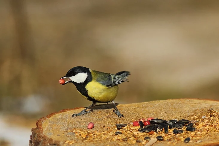 Вялікая сініца з арэшкам. Фота Анастасіі Сяргеевай