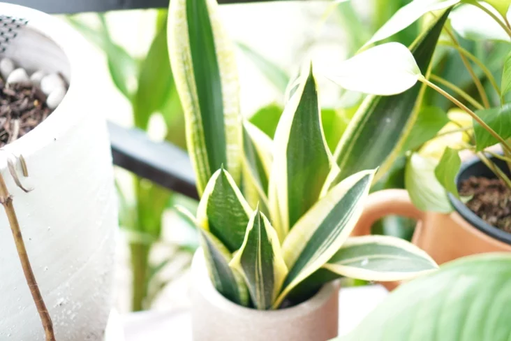 сансевіерыя Sansevieria Сансевиерия