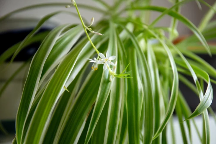 хлорофитум chlorophytum хларафітум