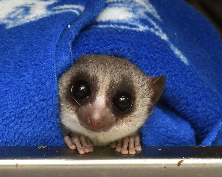 Toŭstachvosty lemur Tołstochvostyj lemur Cheirogaleus medius