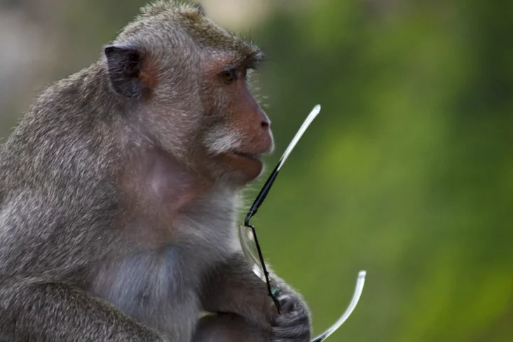 Obieźjana v chramie Ułuvatu, Bali, Indoniezija. Monkey in Uluwatu Temple Bali Indonesia Małpa ŭ chramie Ułuvatu, Bali, Indaniezija.