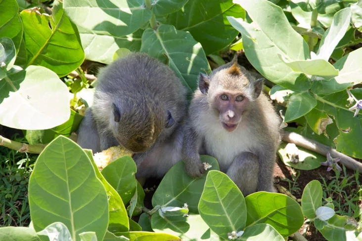 Obieźjana v chramie Ułuvatu, Bali, Indoniezija. Monkey in Uluwatu Temple Bali Indonesia Małpa ŭ chramie Ułuvatu, Bali, Indaniezija.