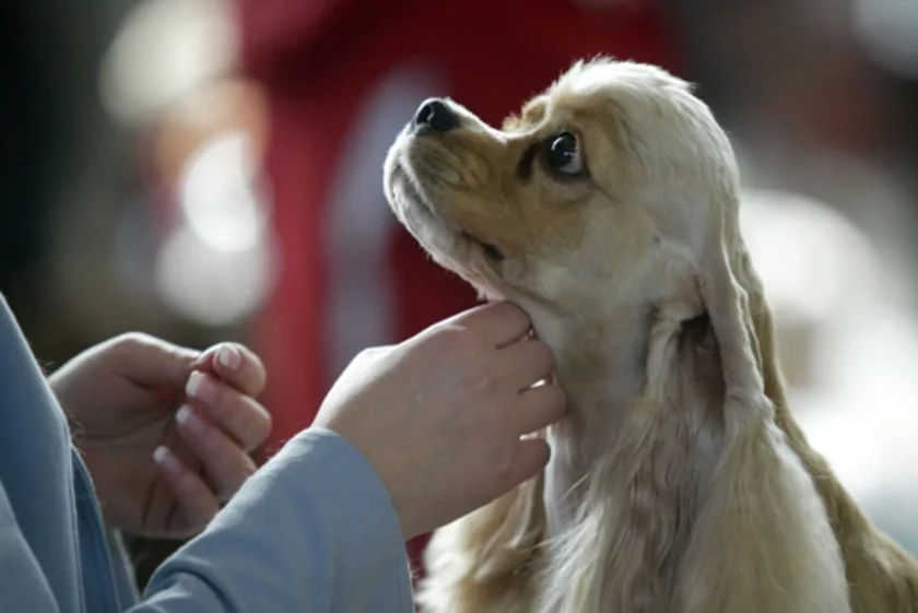 International dog show. Photo by Julia Darashkevich