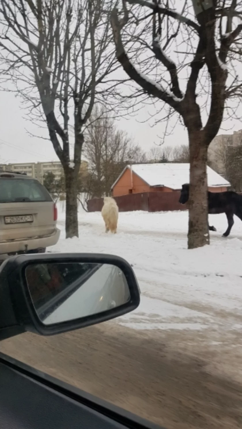 Поні Гоша і Ліна ўцяклі пашпацыраваць па цэнтры Гродна