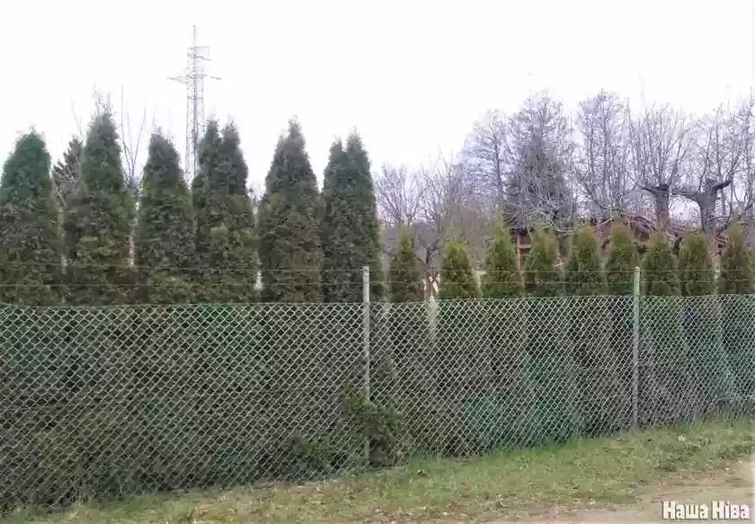 Туя