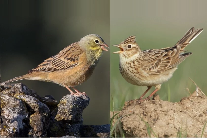 Садовая овсянка (Emberiza hortulana) и полевой жаворонок (Alauda arvensis)