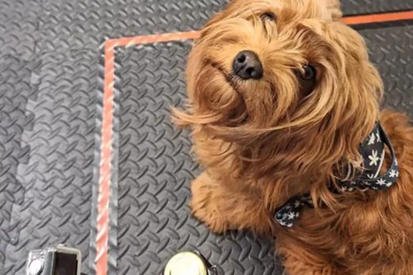 Dogs sense stress by smell, which affects their behavior. Sobaki čuvstvujut striess po zapachu, čto vlijajet na ich poviedienije. Sabaki pa pachu adčuvajuć stres, što adbivajecca na ich pavodzinach