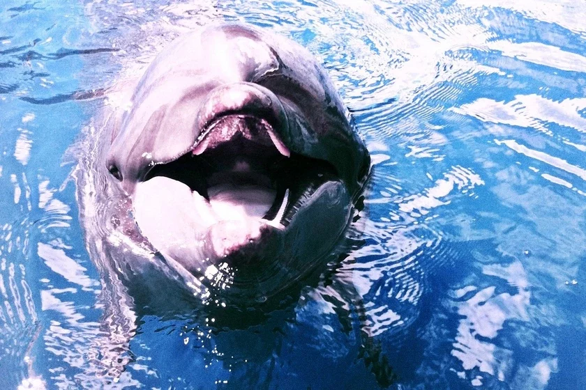 A lone sexually disaffected dolphin may have carried out fifty attacks on bathers in Japan Odinokij sieksualno niedovolnyj dielfin, vozmožno, sovieršił piaťdiesiat napadienij na kupajuŝichsia v Japonii. Mahčyma, adzinoki sieksualna niezadavoleny delfin ździejśniŭ paŭsotni napadaŭ na kupalščykaŭ u Japonii