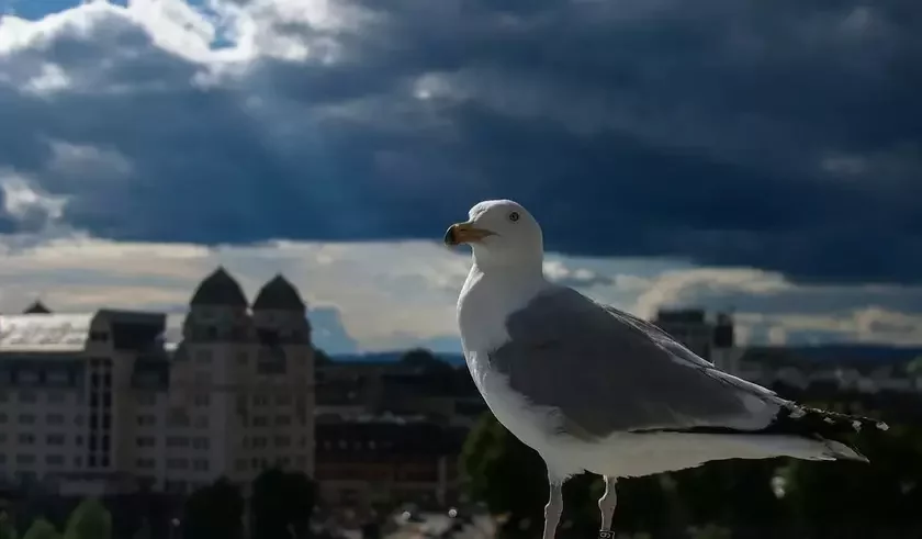 Čajki - novy haradski vid u Hrodnie. Fota ilustracyjnaje: Unsplash