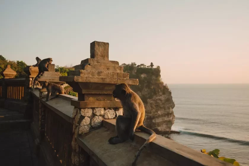 Obieźjana v chramie Ułuvatu, Bali, Indoniezija. Monkey in Uluwatu Temple Bali Indonesia Małpa ŭ chramie Ułuvatu, Bali, Indaniezija.