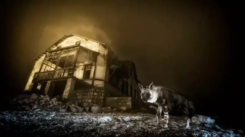 Koričnievaja hijena stoit riadom s ruinami zabrošiennoho zdanija ałmaznoj šachty v pylnom śvietie.
