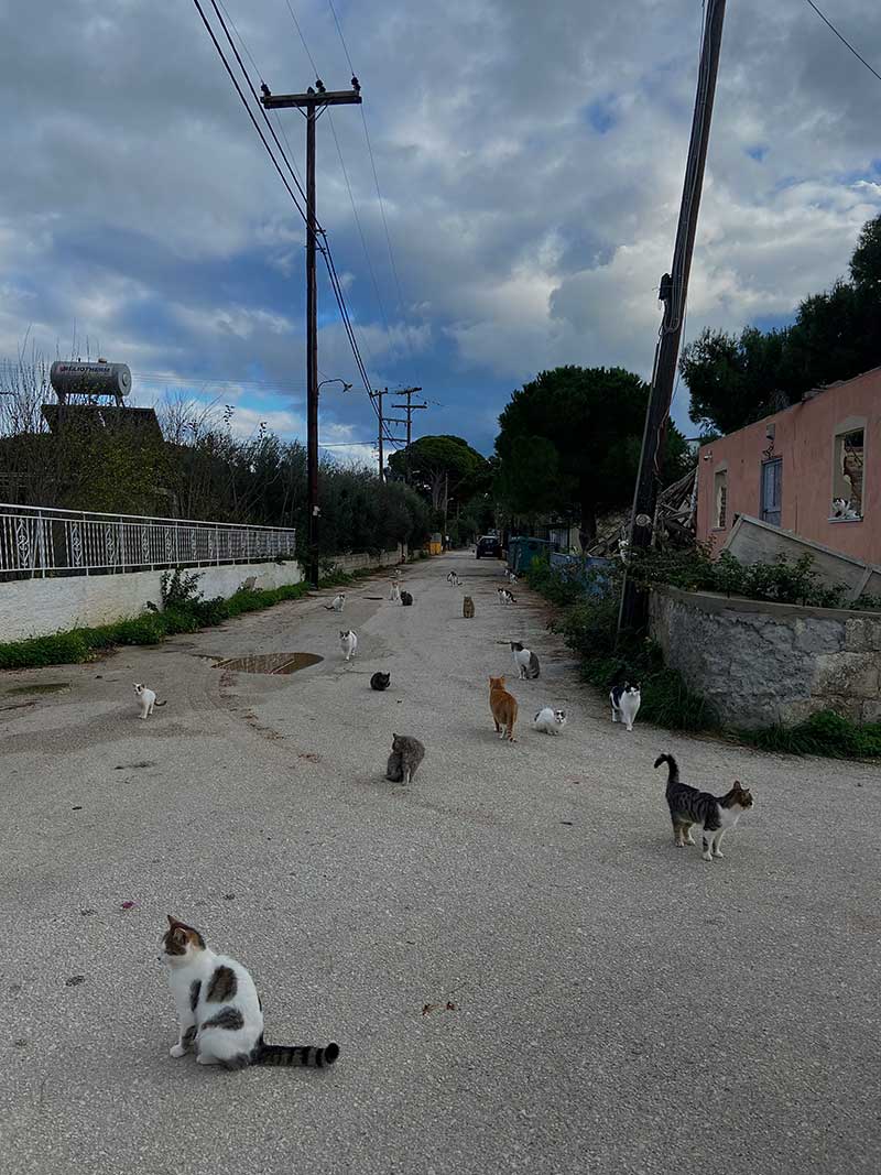 Фота дарогі, на якой сядзіць шмат катоў розных расфарбовак.