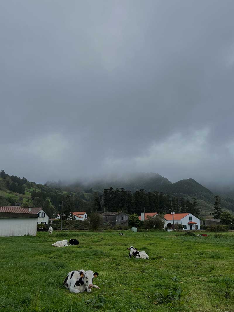 Фота з Азорскіх выспаў: на пярэднім плане бачныя пухнатыя каровы, крыху далей — белыя хаты з карычневымі дахамі і горы, напалову схаваныя аблокамі.